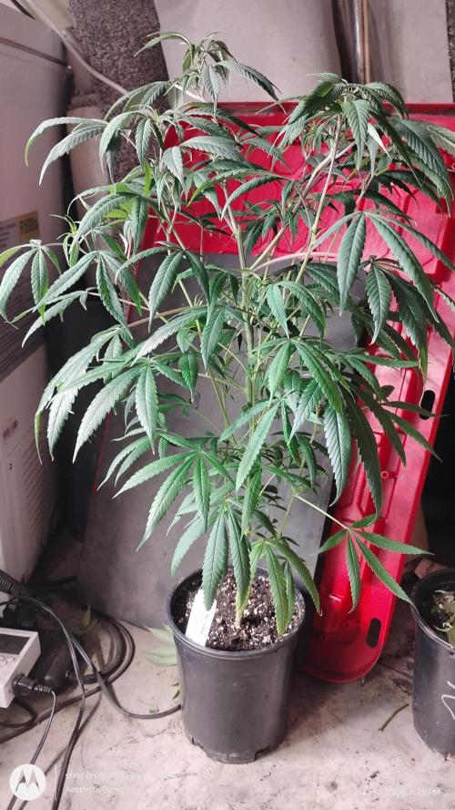 Maui True Blood. Week 3