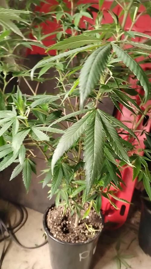 Legit SuperBoof Strain of The Year