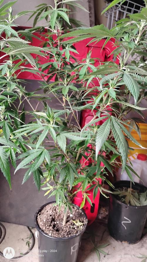 Legit SuperBoof Strain of The Year. Week 6