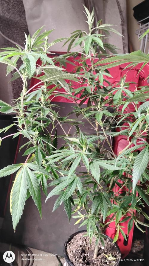 Legit SuperBoof Strain of The Year. Week 6