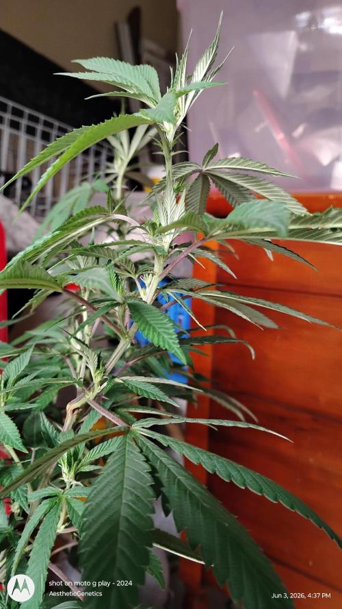 Legit SuperBoof Strain of The Year. Week 6