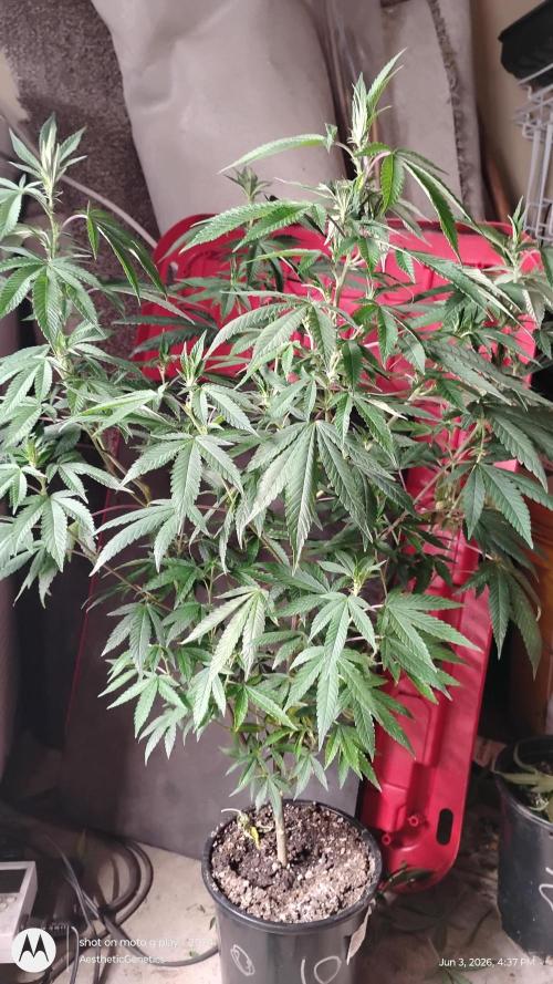 Legit SuperBoof Strain of The Year. Week 6