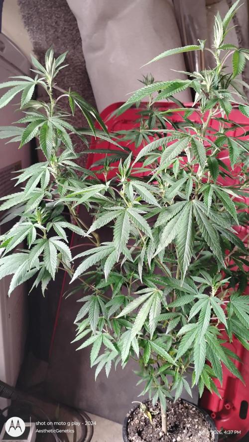 Legit SuperBoof Strain of The Year. Week 6