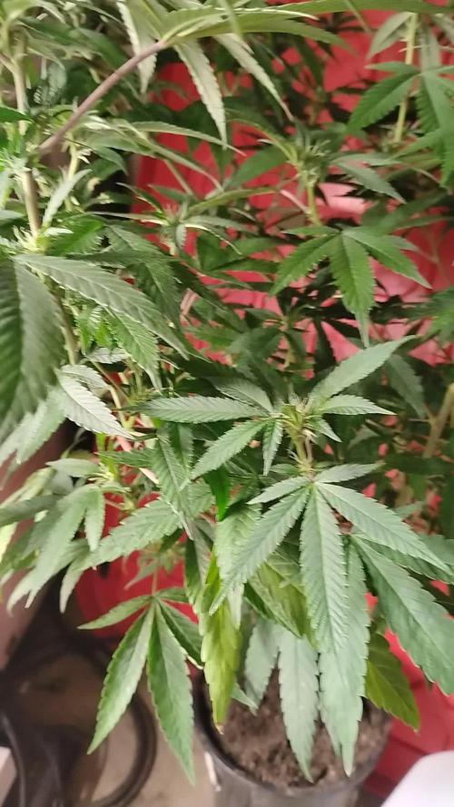 Legit SuperBoof Strain of The Year