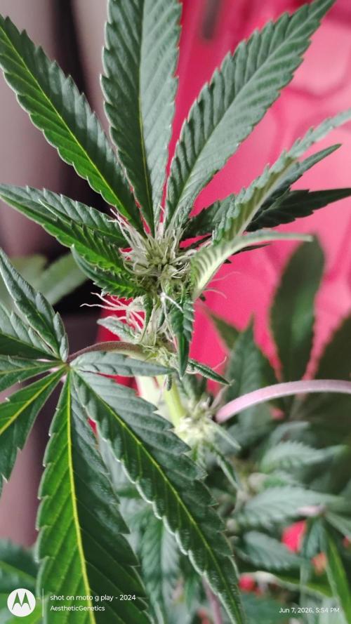 Legit SuperBoof Strain of The Year. Week 6