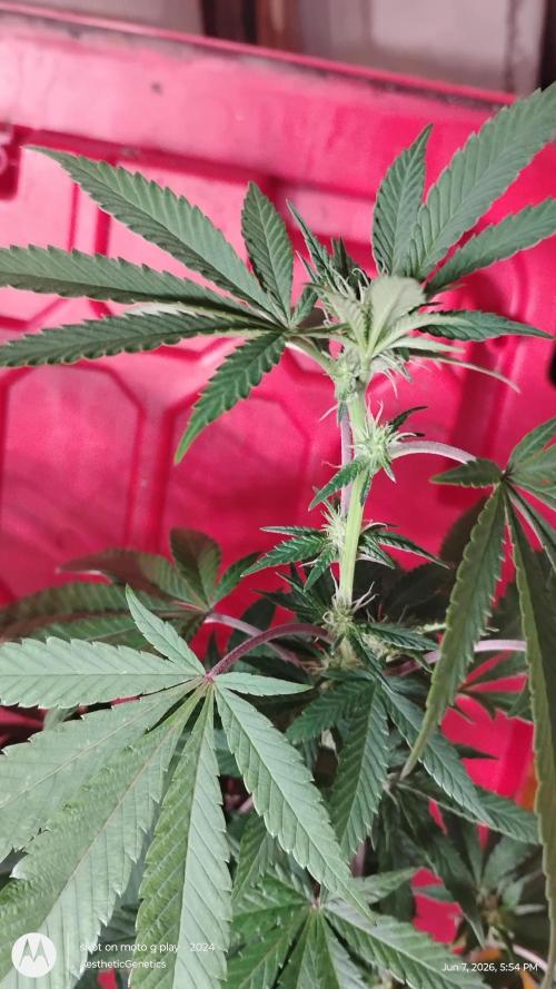 Legit SuperBoof Strain of The Year. Week 6