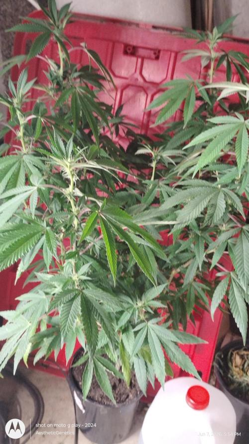 Legit SuperBoof Strain of The Year. Week 6