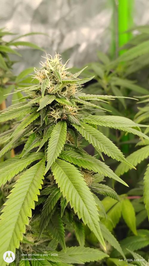 Real Deal Sour D ( notsodog cut). Week 9