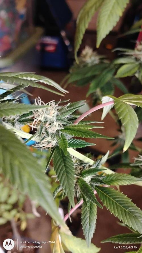 Real Deal Sour D ( notsodog cut). Week 9