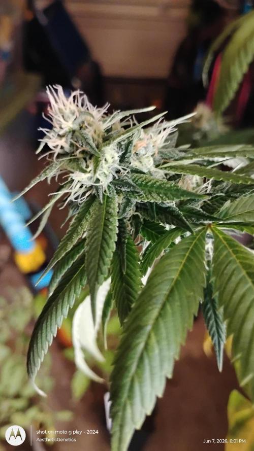 Real Deal Sour D ( notsodog cut). Week 9