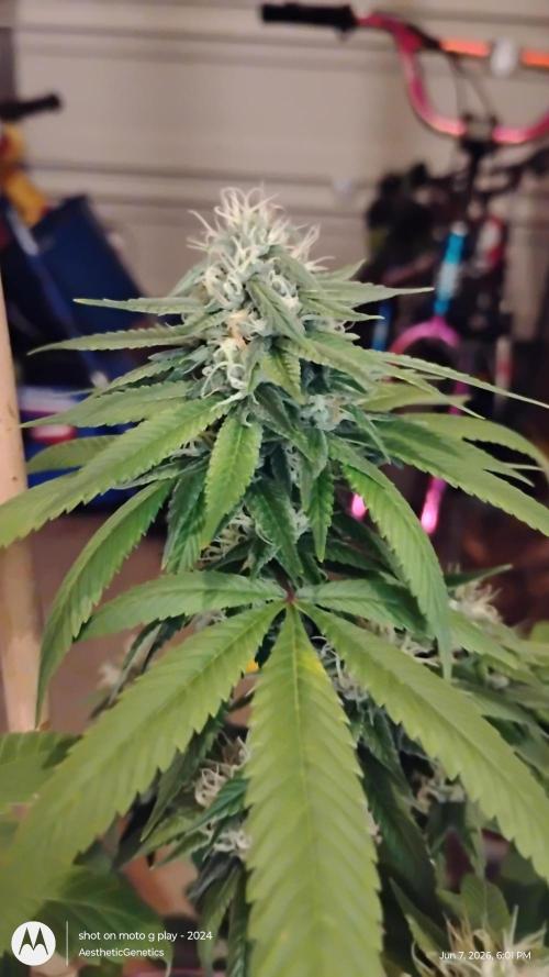 Real Deal Sour D ( notsodog cut). Week 9