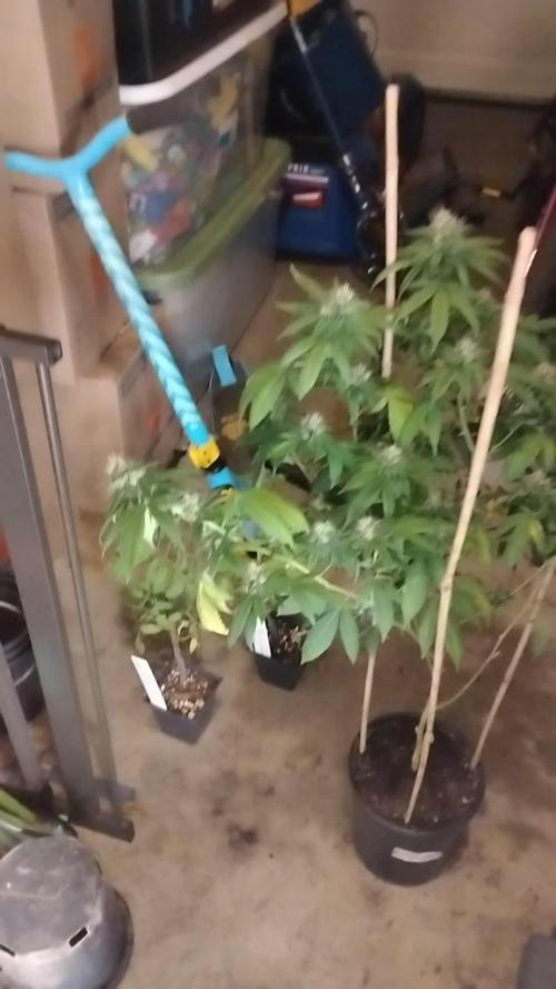 Real Deal Sour D ( notsodog cut)