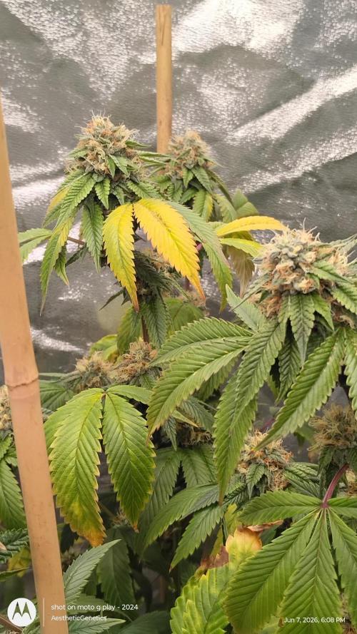 Real Deal OG Kush (PDX cut). Week 10