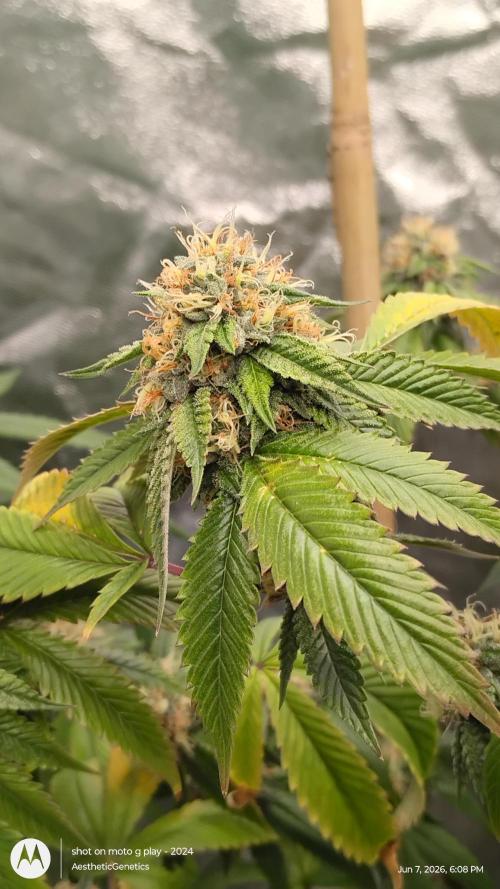 Real Deal OG Kush (PDX cut). Week 10