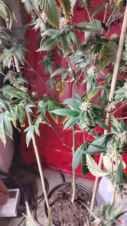 Real Deal OG Kush (PDX cut)