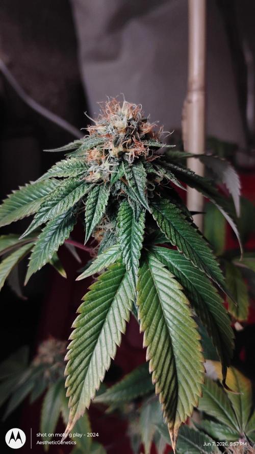 Real Deal OG Kush (PDX cut). Week 10