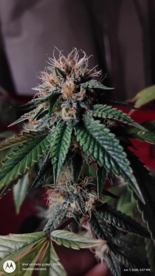 Real Deal OG Kush (PDX cut). Week 10