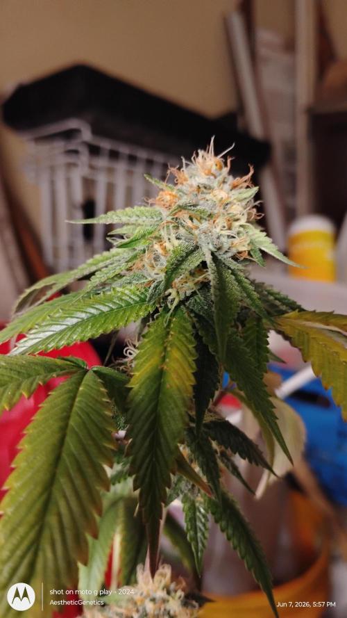 Real Deal OG Kush (PDX cut). Week 10