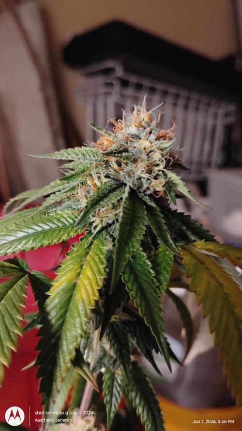 Real Deal OG Kush (PDX cut). Week 10