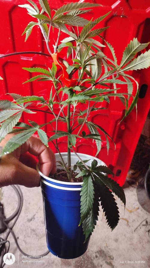 Cap Junky x Blueberry Sugar- Judasstein. Week 3