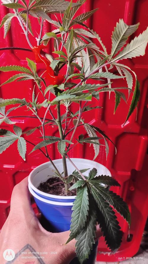 Cap Junky x Blueberry Sugar- Judasstein. Week 3