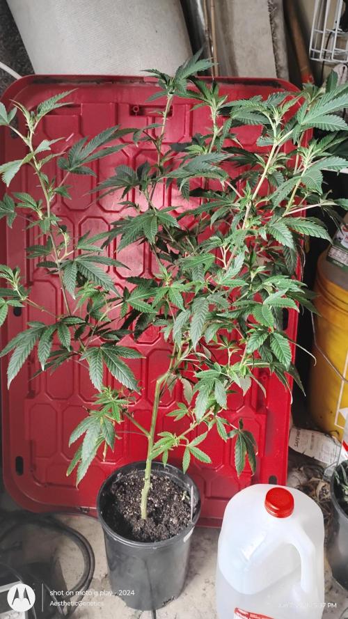 Spritzer Cannarado. Week 6