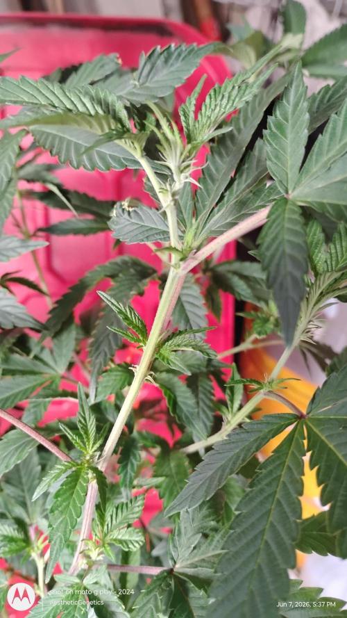 Spritzer Cannarado. Week 6