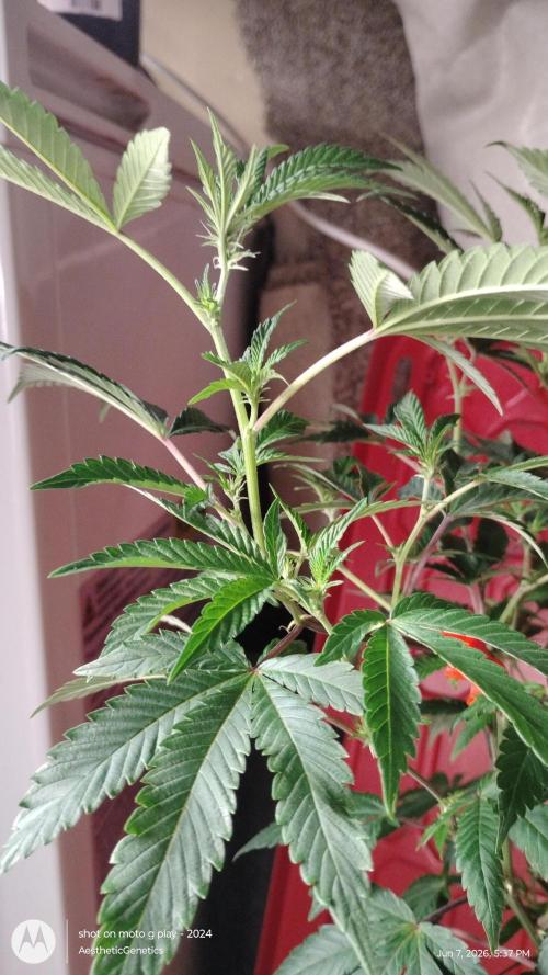 Spritzer Cannarado. Week 6