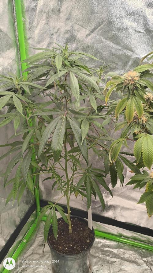 Maui True Blood. Week 4
