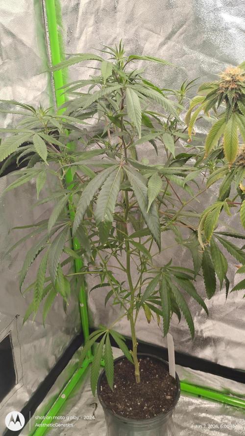 Grow Tent 32"x 32"x 63". Week 4