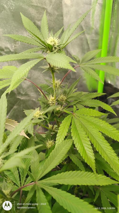 Legit SuperBoof Strain of The Year. Week 7