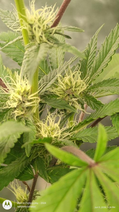 SUPERBOOF . Week 7