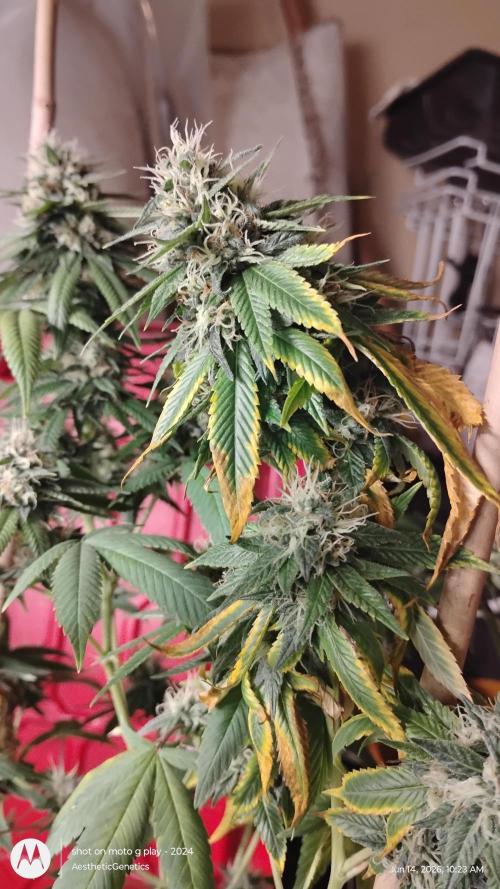 Real Deal Sour D ( notsodog cut). Week 10