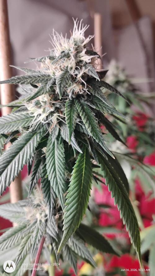 Real Deal Sour D ( notsodog cut). Week 10