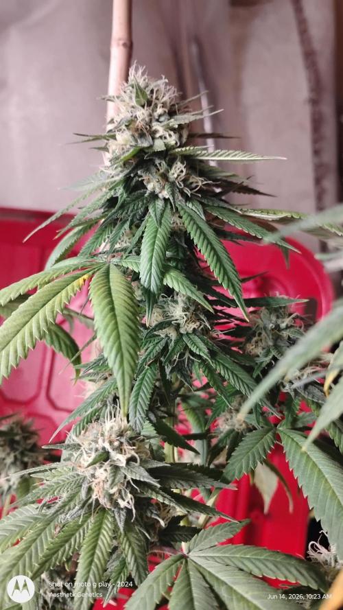Real Deal Sour D ( notsodog cut). Week 10