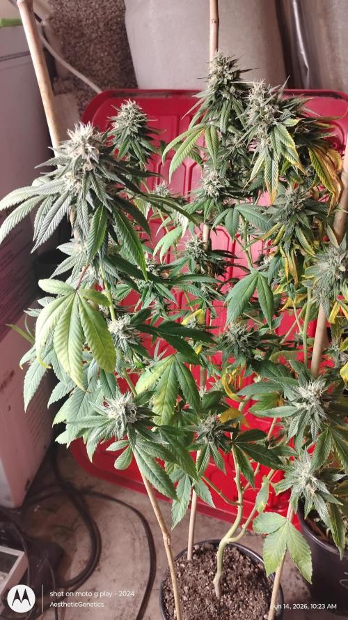 Real Deal Sour D ( notsodog cut). Week 10