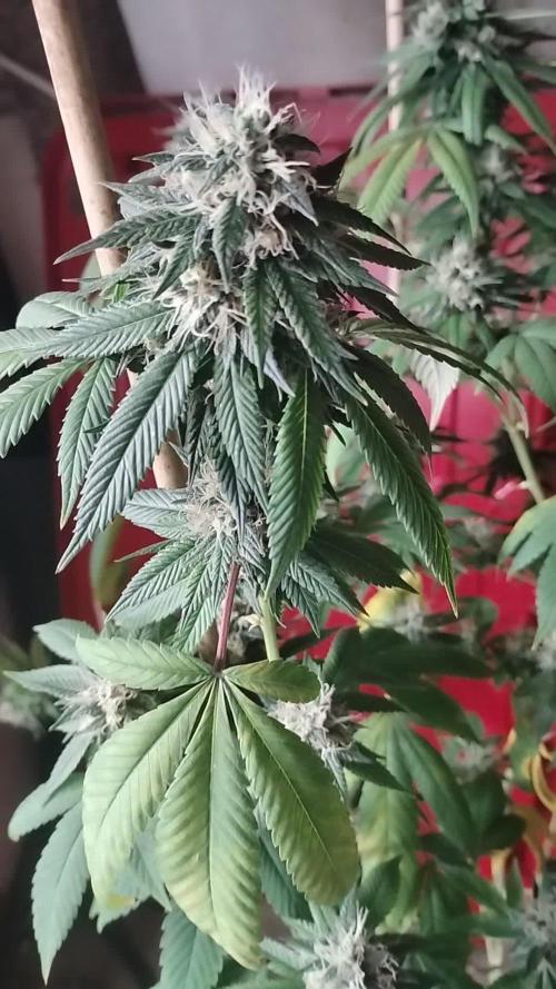 Real Deal Sour D ( notsodog cut)
