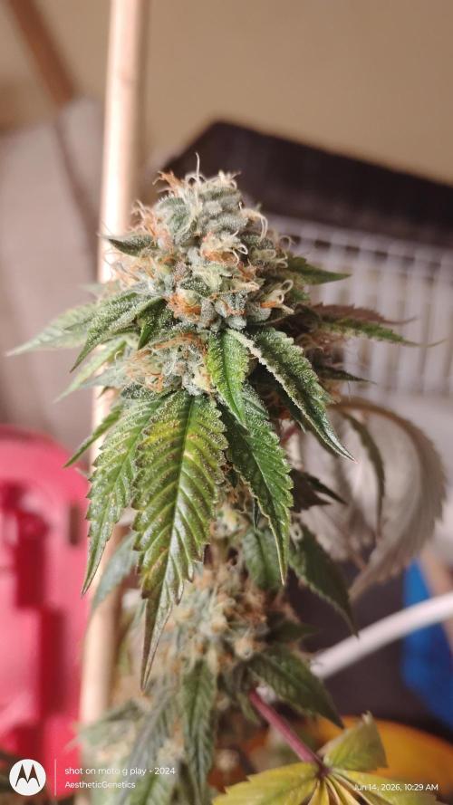Real Deal OG Kush (PDX cut). Week 11