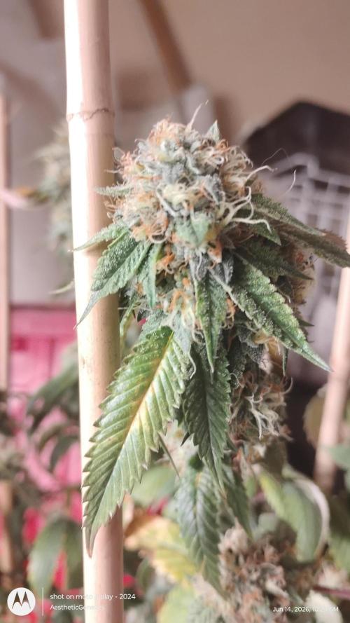 Real Deal OG Kush (PDX cut). Week 11