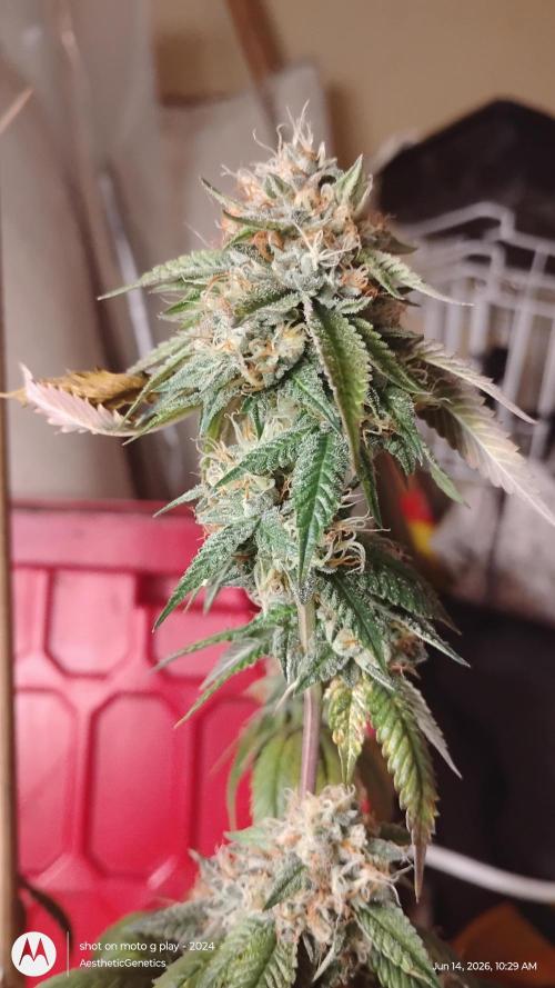 Real Deal OG Kush (PDX cut). Week 11