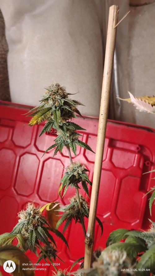 Real Deal OG Kush (PDX cut). Week 11