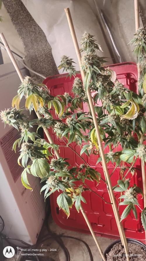 Real Deal OG Kush (PDX cut). Week 11