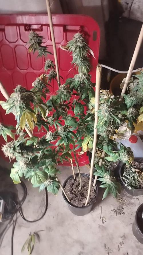 Real Deal OG Kush (PDX cut)