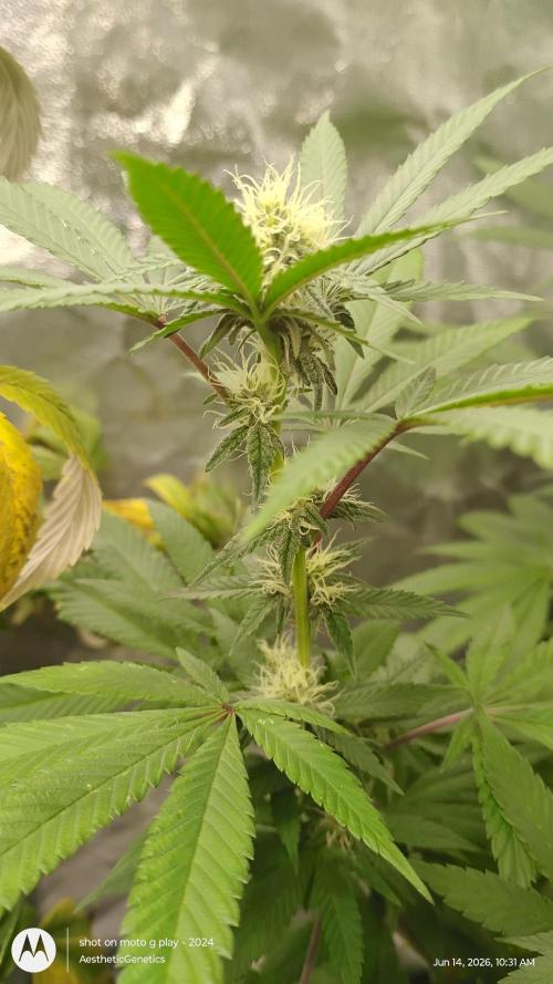 Legit SuperBoof Strain of The Year. Week 7
