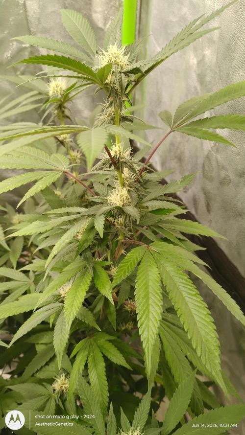 Legit SuperBoof Strain of The Year. Week 7