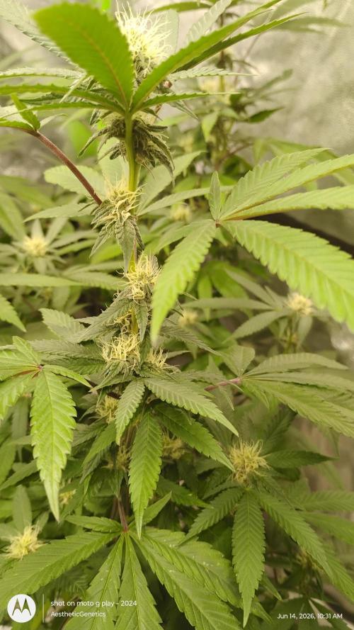 Legit SuperBoof Strain of The Year. Week 7