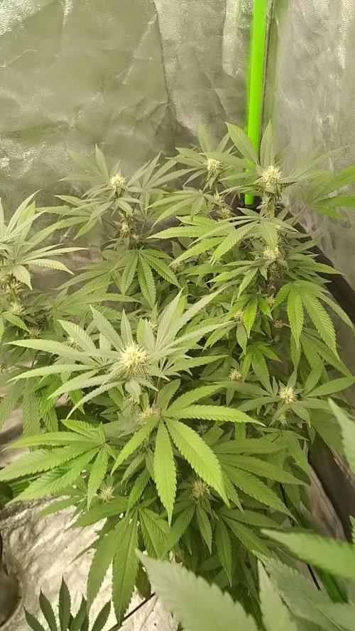 Legit SuperBoof Strain of The Year
