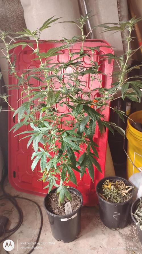 Spritzer Cannarado. Week 7