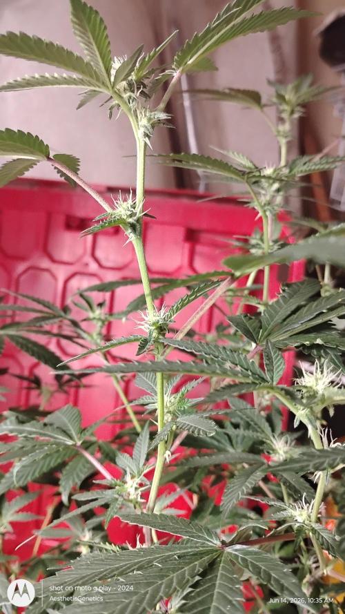 Spritzer Cannarado. Week 7