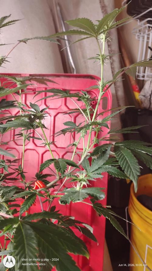 Spritzer Cannarado. Week 7